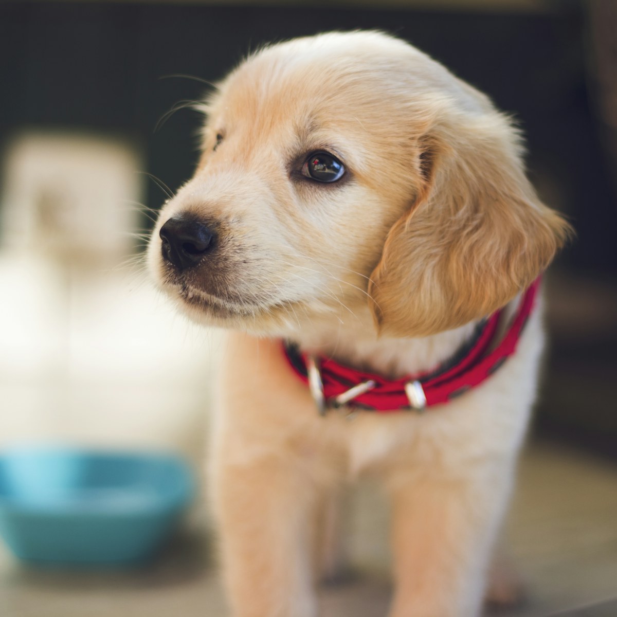 A puppy ready for a gentle neighborhood walk