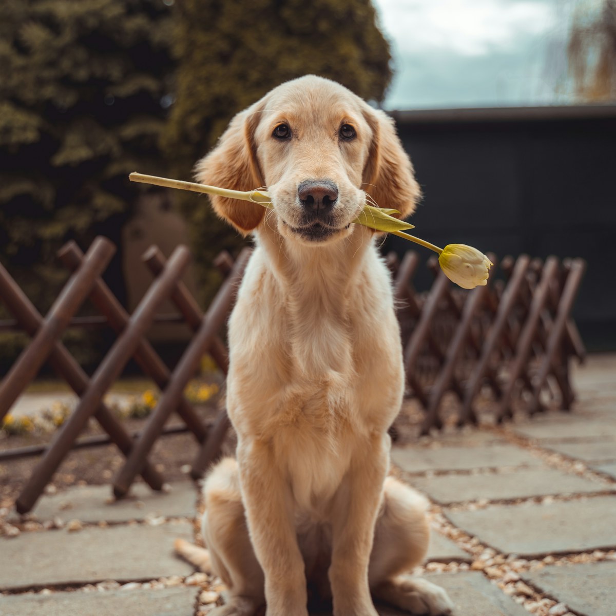 A golden retriever resting outside in a city park